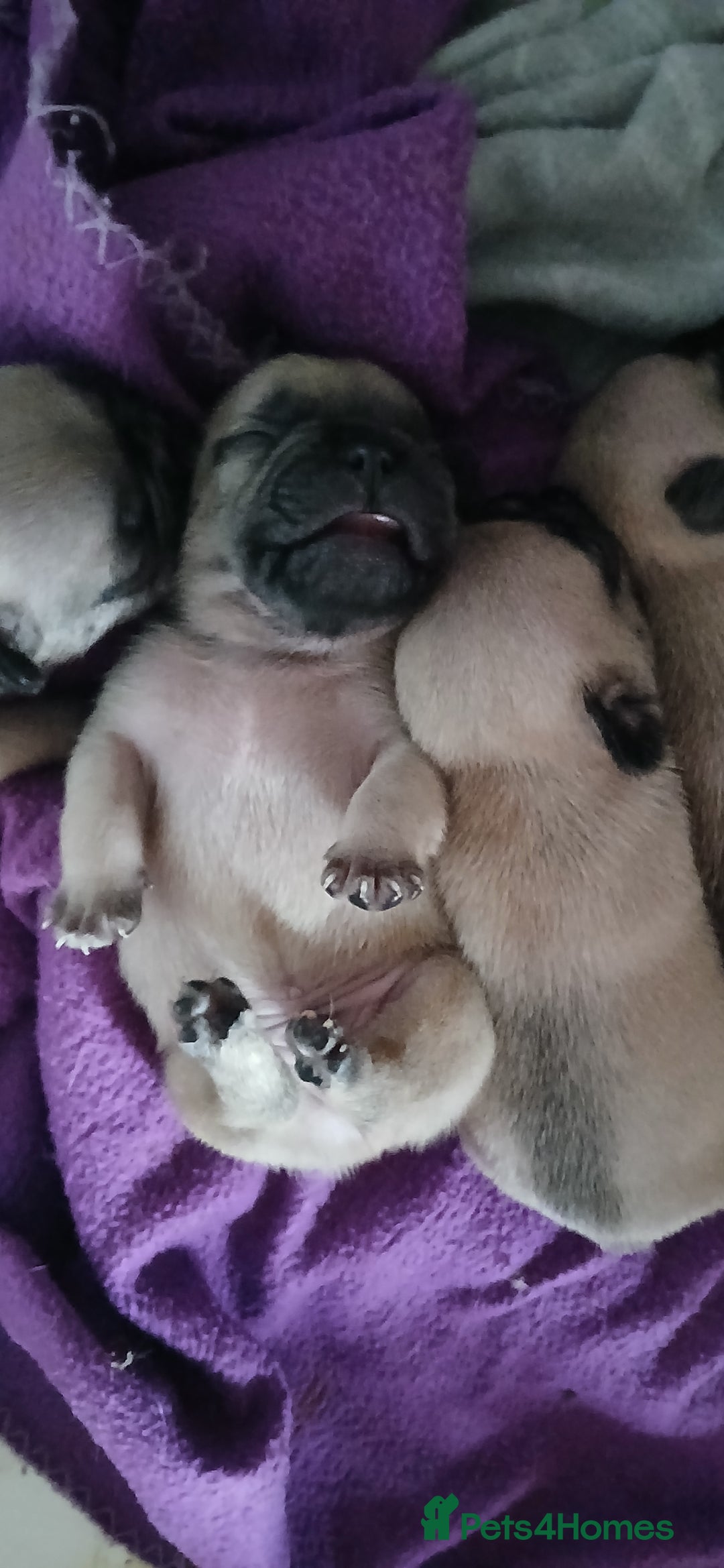 French Bulldog dogs for sale: Standard KC french bulldog litter.  - Image 10