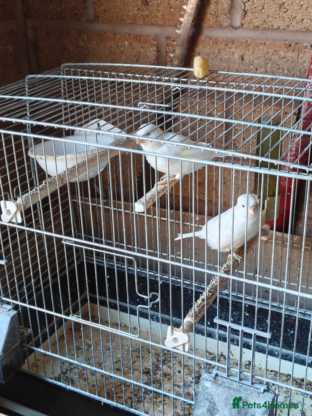 Canaries birds for sale: Canaries for sale - Image 4