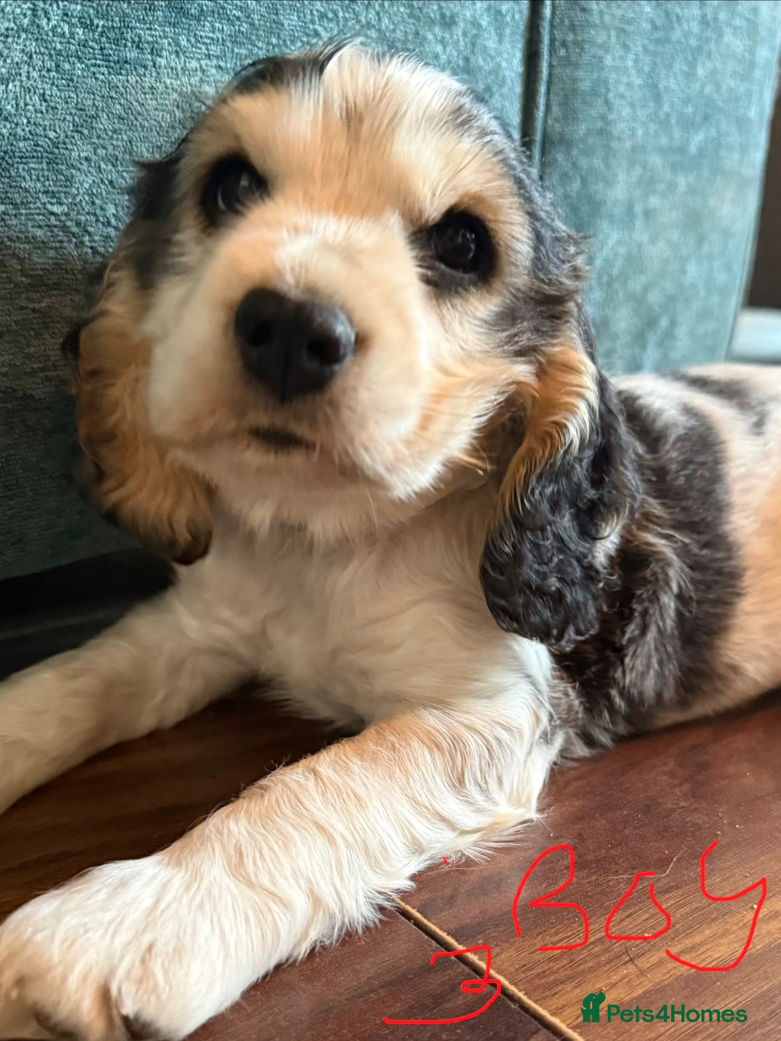 Cocker Spaniel dogs Amazing 5 Star KC Show Cocker Spaniels - Advert 2
