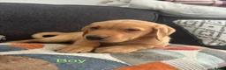 Labrador Retriever dogs for sale: Beautiful KC registered Labrador retriever puppies in Swansea - Advert 22