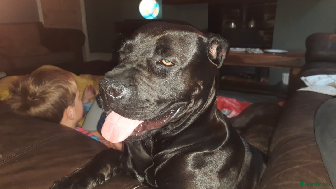 Cane Corso dogs for sale: Cane Corso 2 1/2 looking for new home  - Image 3