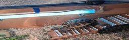 Tortoise reptiles for sale: Horsfield (Russian) Tortoise - JOEY - Advert 6