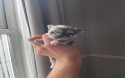 Chihuahua dogs for sale: Absolutely Stunning Merle Chihuahua Boy - Image 4