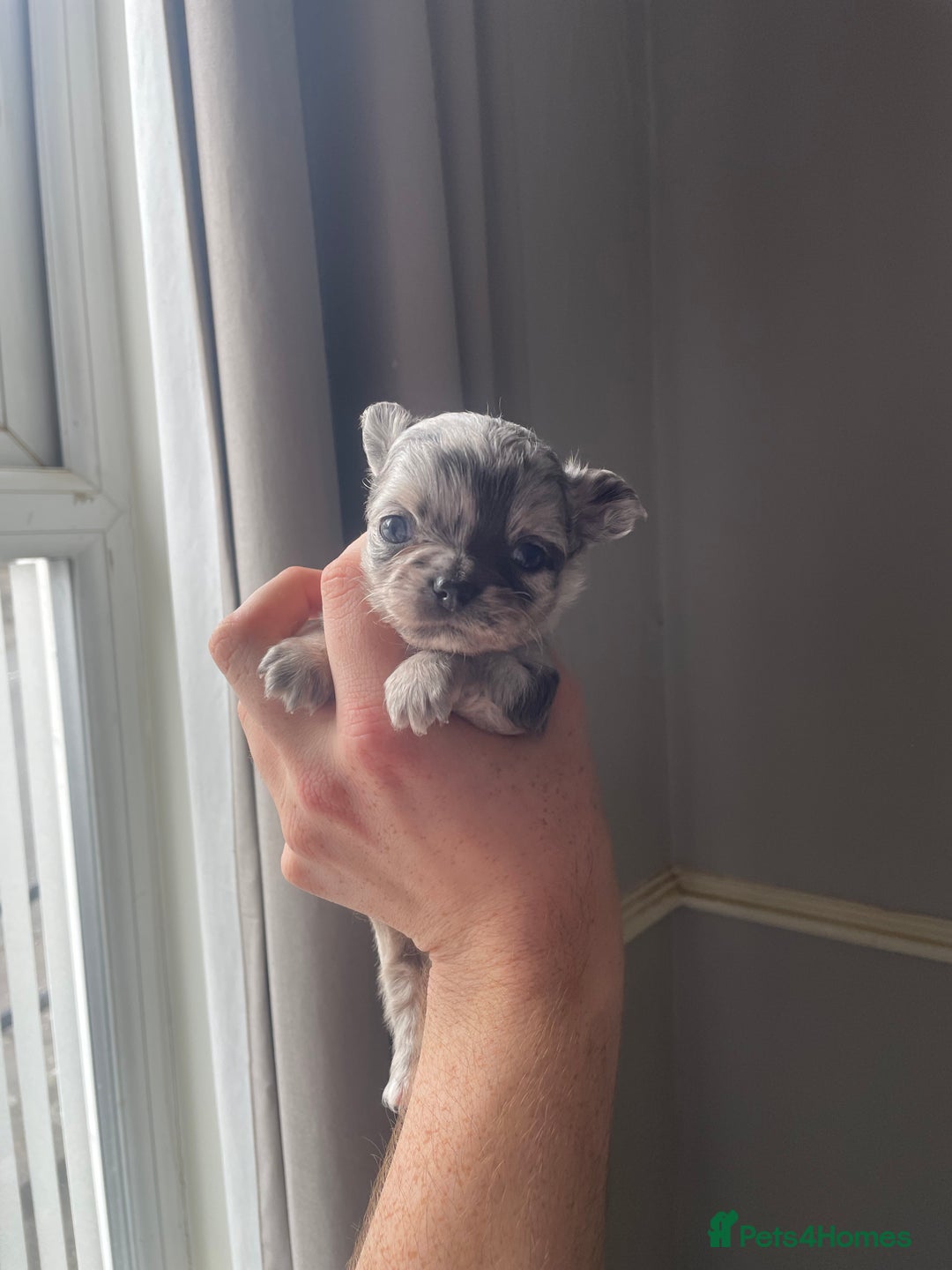Chihuahua dogs for sale: Absolutely Stunning Merle Chihuahua Boy - Image 4