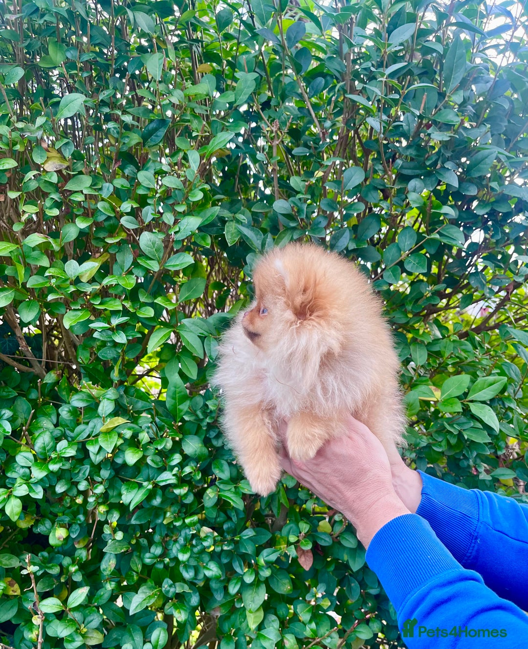 Pomeranian dogs for sale: Top Quality 🐻 Teddy Face🧸Perfect Size - Advert 15