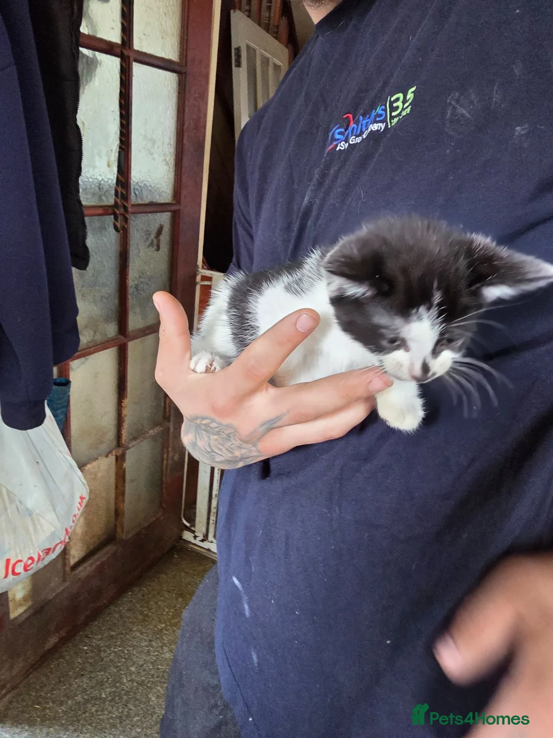 Mixed Breed cats for sale: Kittens for sale  - Advert 2
