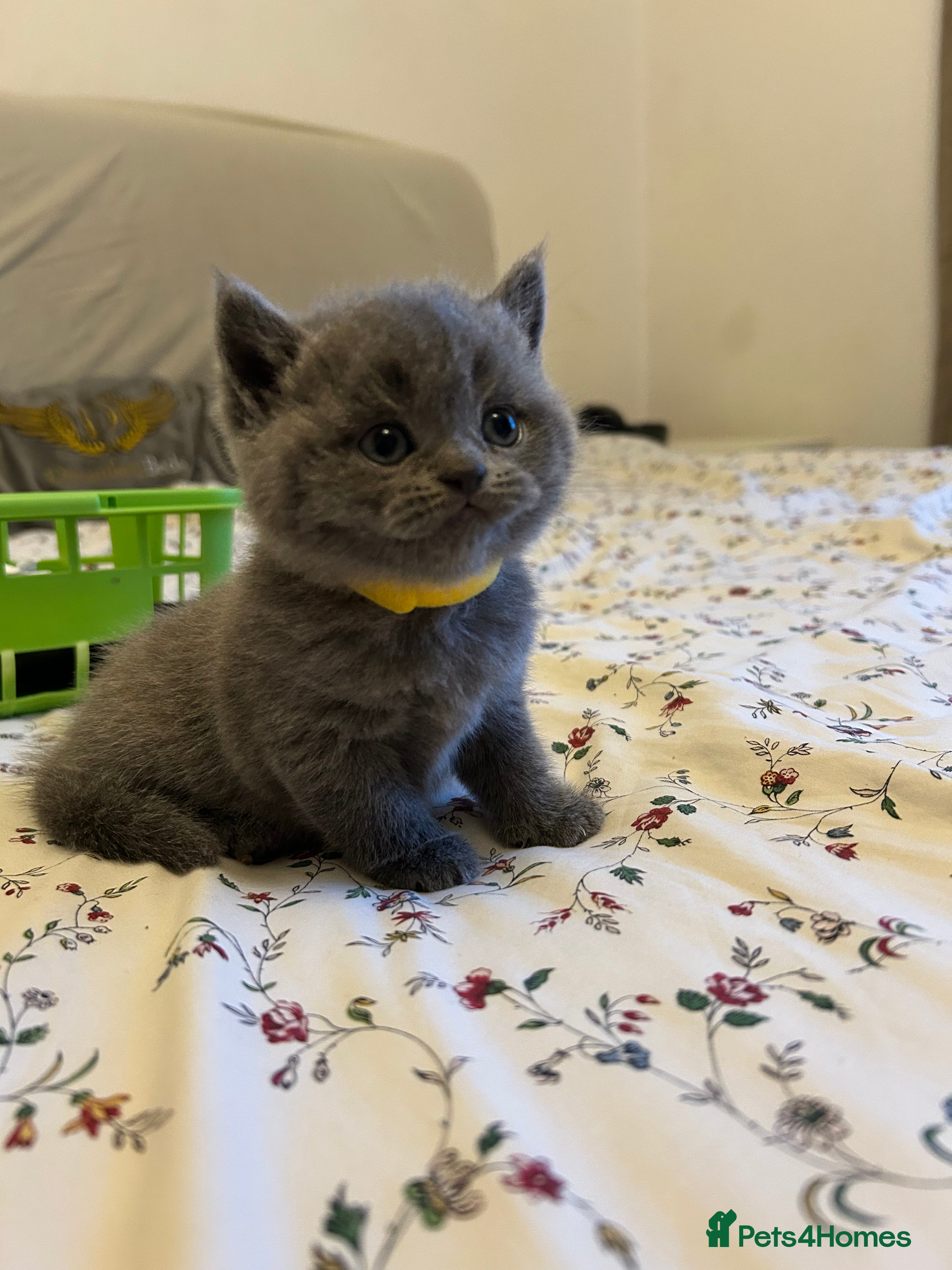 British Shorthair cats Beautiful British shorthair kittens - Advert 18