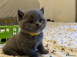 British Shorthair cats Beautiful British shorthair kittens - Advert 18