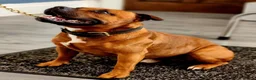 Staffordshire Bull Terrier dogs for sale: ❤️Beautiful red Staffordshire bull terrier puppies - Advert 3