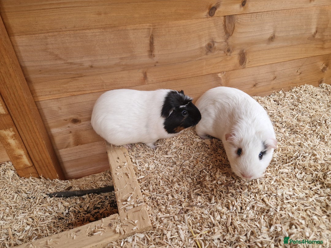 Guinea Pig rodents for sale: 2 female guinea pigs  - Advert 1