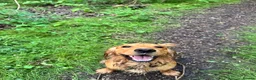 Cocker Spaniel dogs for stud: Handsome Golden Working Cocker for Stud KC Reg - Advert 14