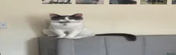 Domestic Shorthair cats for sale: Female Domestic Shorthair Cat Grey and White in Croydon - Advert 11