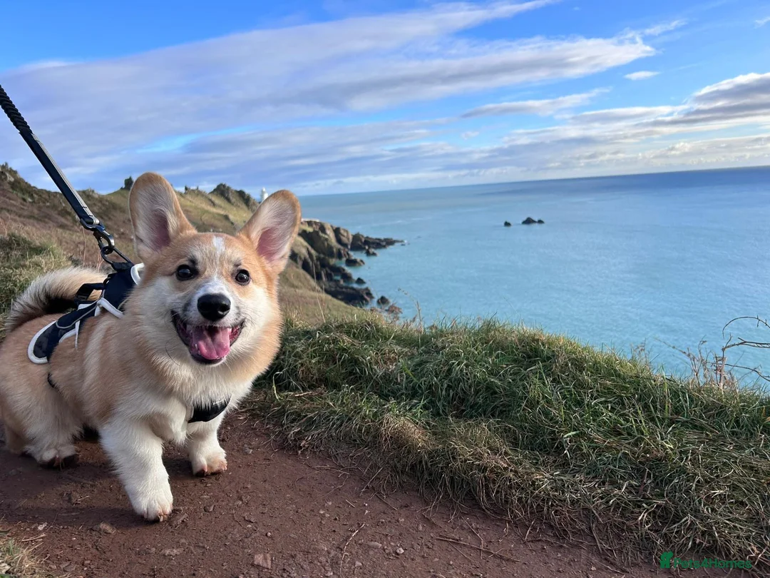 Welsh Corgi Pembroke dogs for sale: Hansome young man looking for a new home - Advert 3