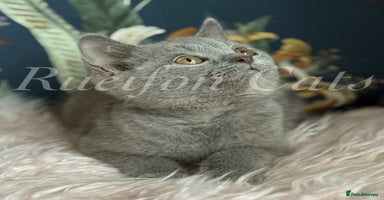British Shorthair cats - Advert 13