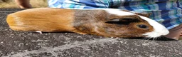 Guinea Pig rodents for sale: Pretty female guinea pigs for sale  - Advert 3