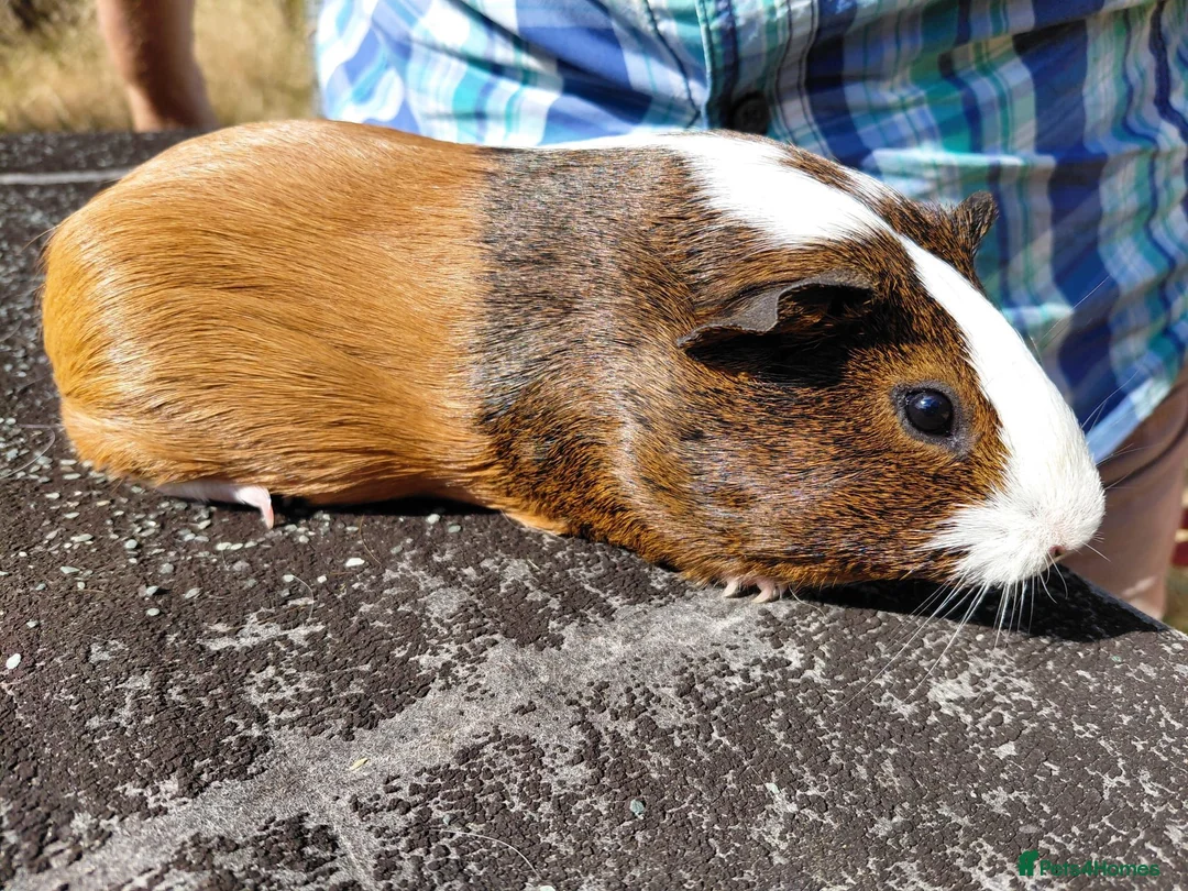 Guinea Pig rodents for sale: Pretty female guinea pigs for sale  - Advert 3