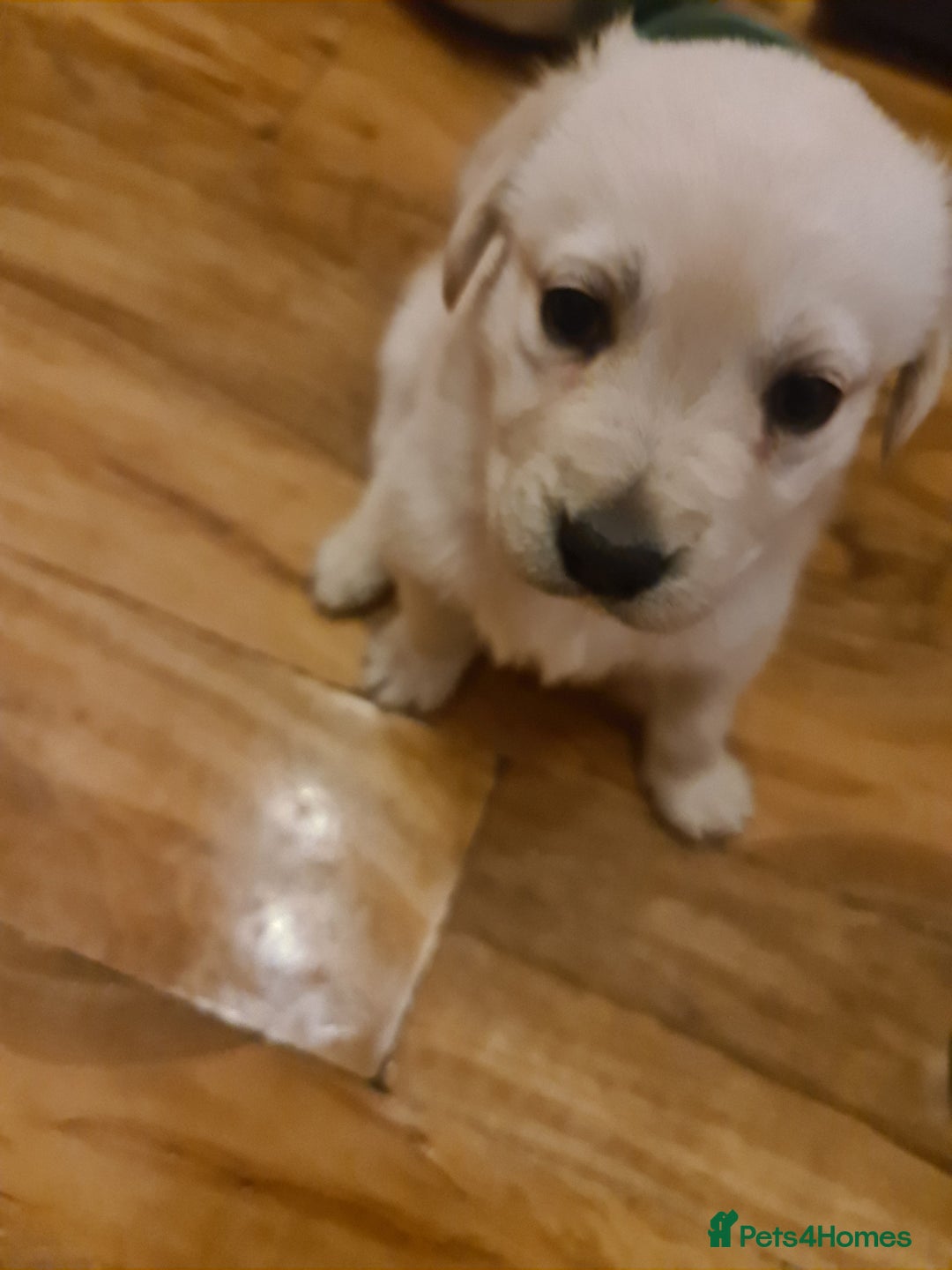 Labrador Retriever dogs for sale: Two beautiful boys - Advert 3