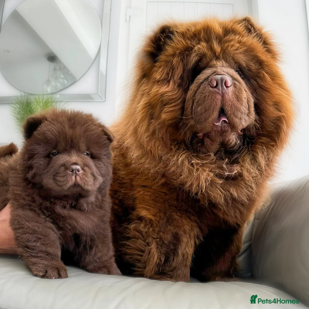 Chow Chow dogs for stud: HERSHEY the famous chocolate carrying blue. in Cheltenham - Advert 4