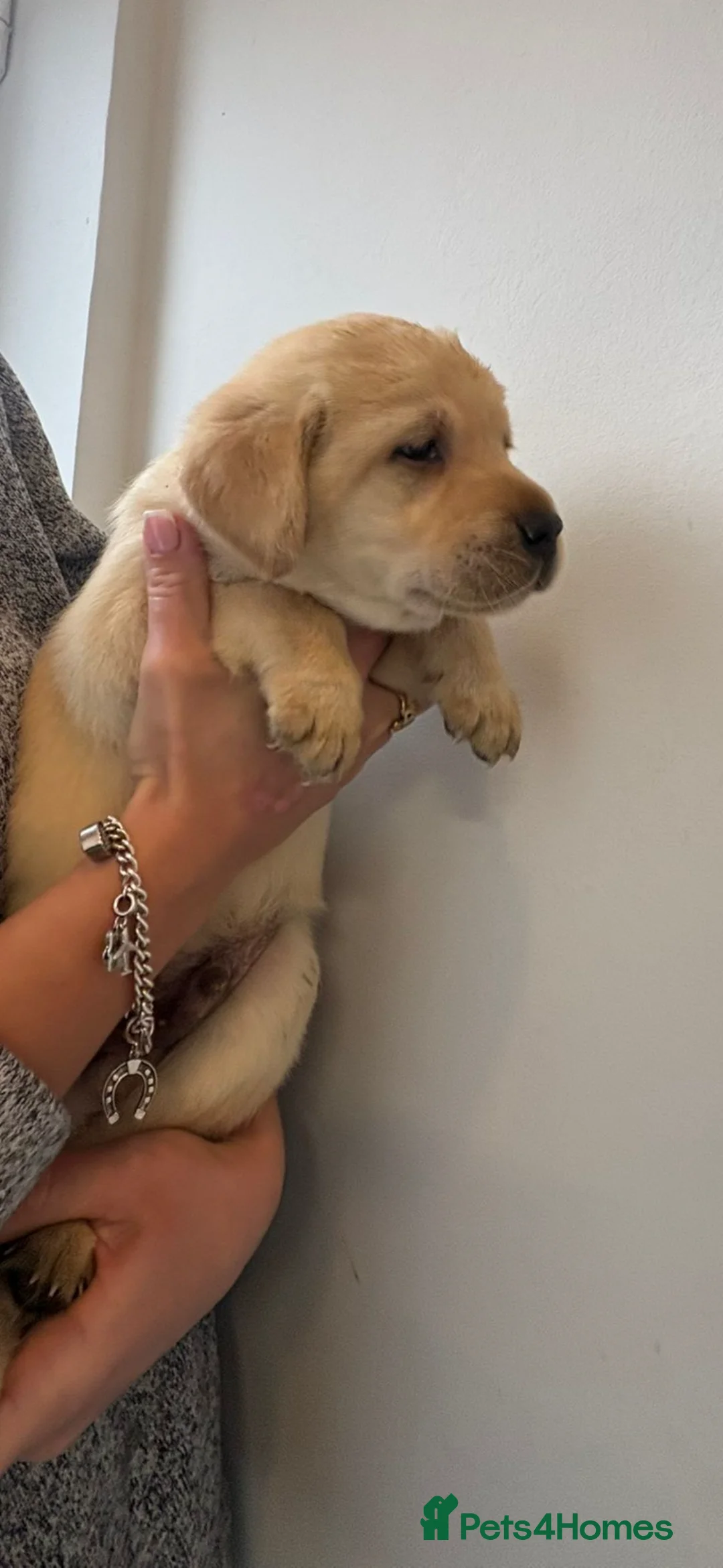 Labrador Retriever dogs for sale: Labrador pups - Advert 19