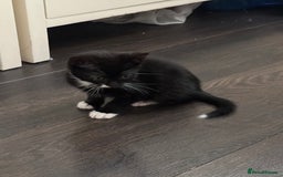 Mixed Breed cats for sale: Mixed breed kittens  - Image 11