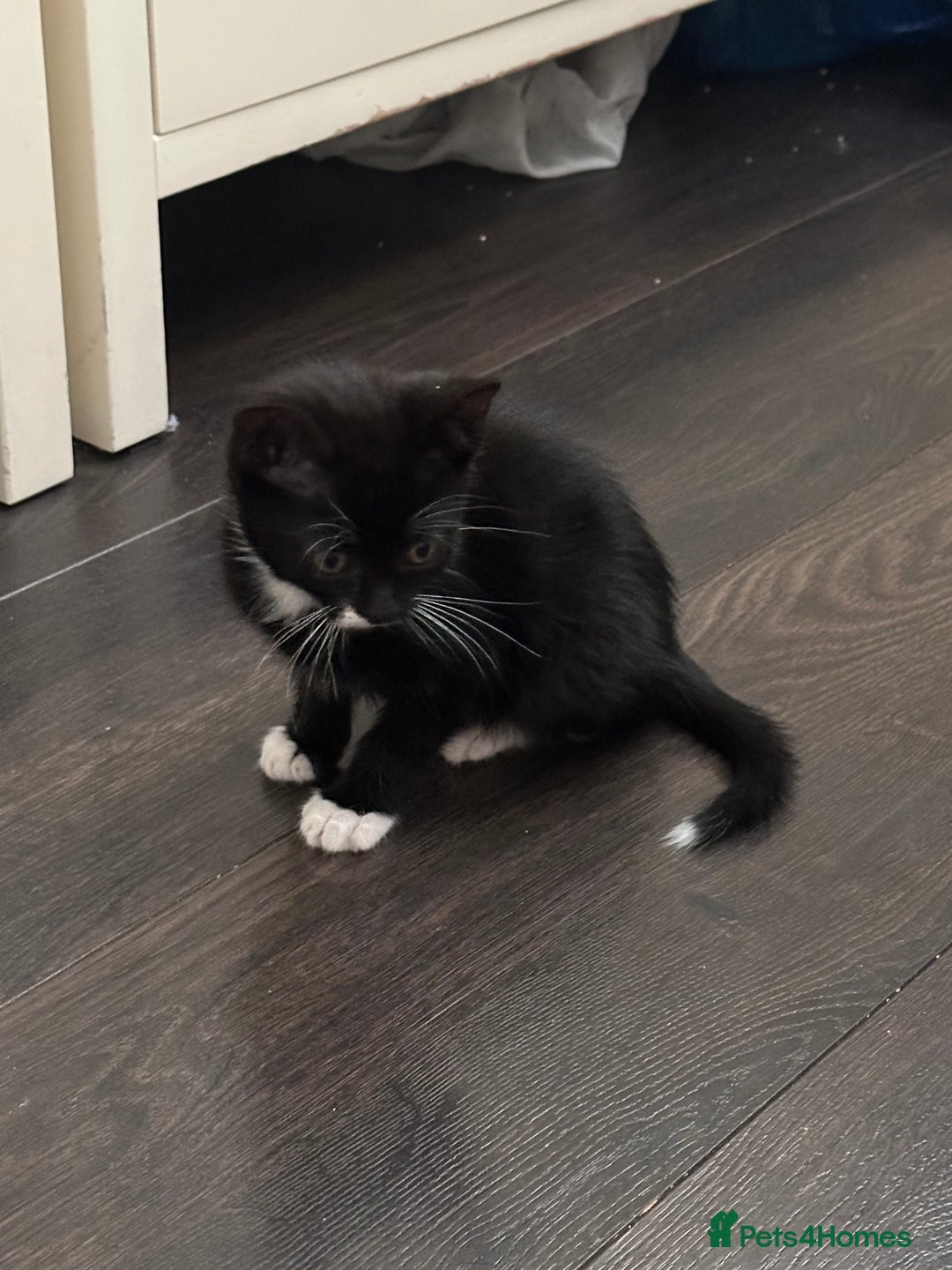 Mixed Breed cats for sale: Mixed breed kittens  - Image 11