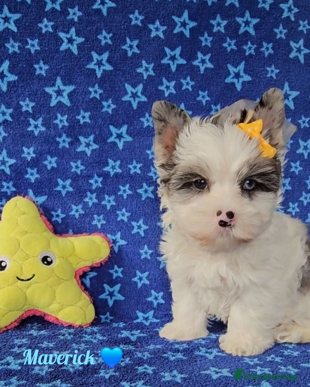 Yorkshire Terrier dogs for sale: Adorable Colourful yorkies 3 LEFT - Image 9