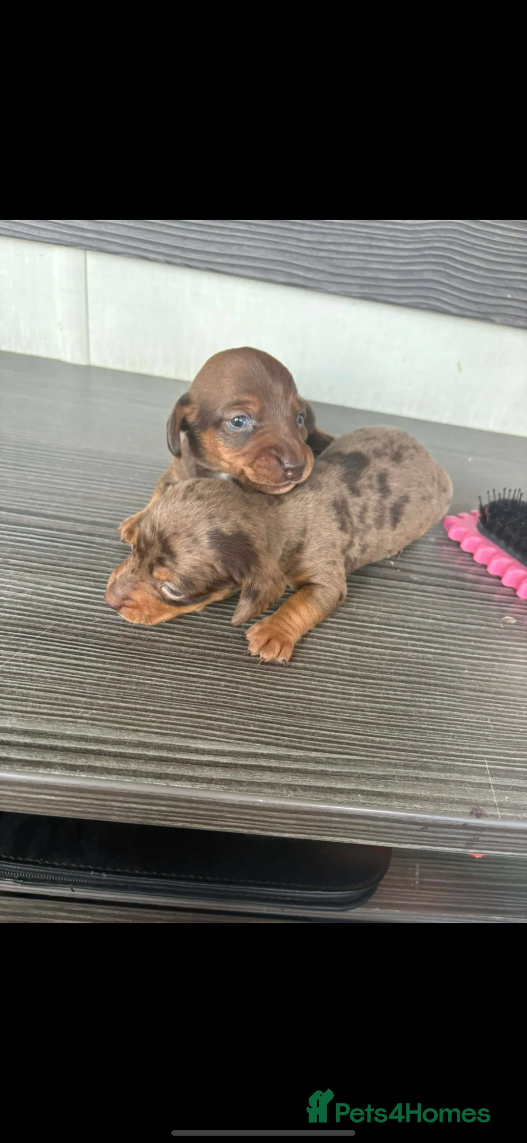 Miniature Dachshund dogs for sale: Miniature daschound pups - Advert 1
