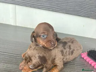 Miniature Dachshund dogs Miniature daschound pups - Advert 1