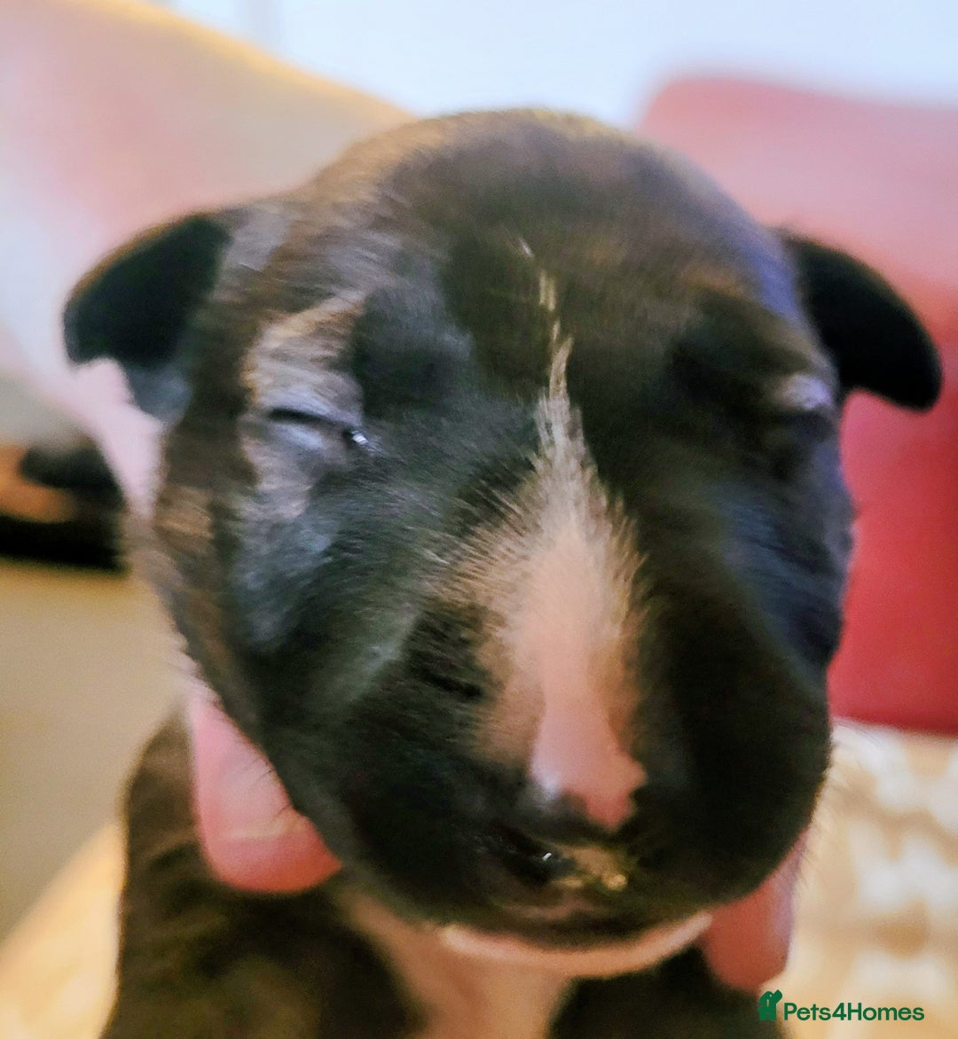 English Bull Terrier dogs for sale: ENGLISH BULL TERRIER,LITTER DUE 8TH OCTOBER  - Image 19