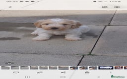 Mixed Breed dogs for sale: Maltese cross  cocker  - Image 6