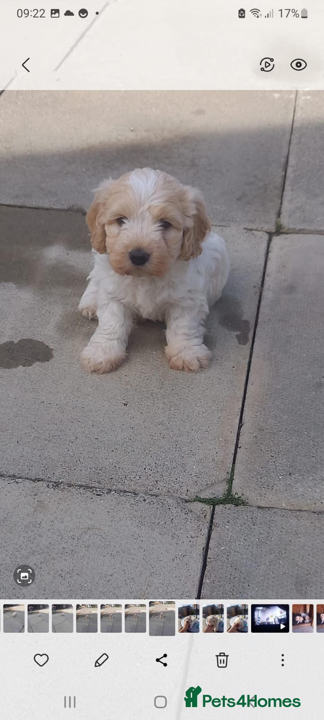 Mixed Breed dogs for sale: Maltese cross  cocker  - Image 6