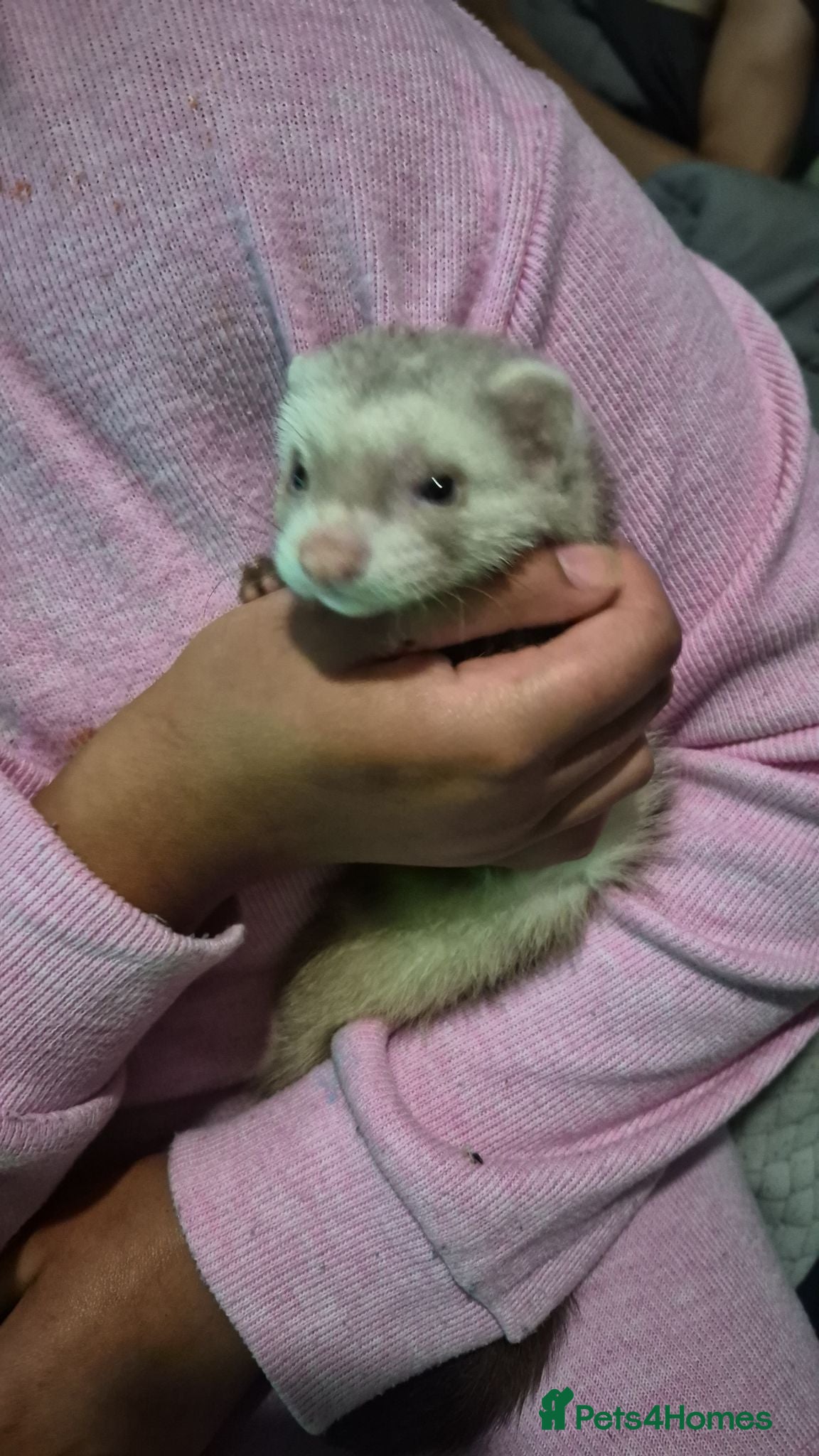 Ferret rodents Free Ferrets - Advert 1