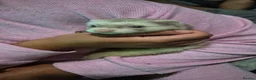 Ferret rodents for sale: Free Ferrets in Basildon - Advert 1
