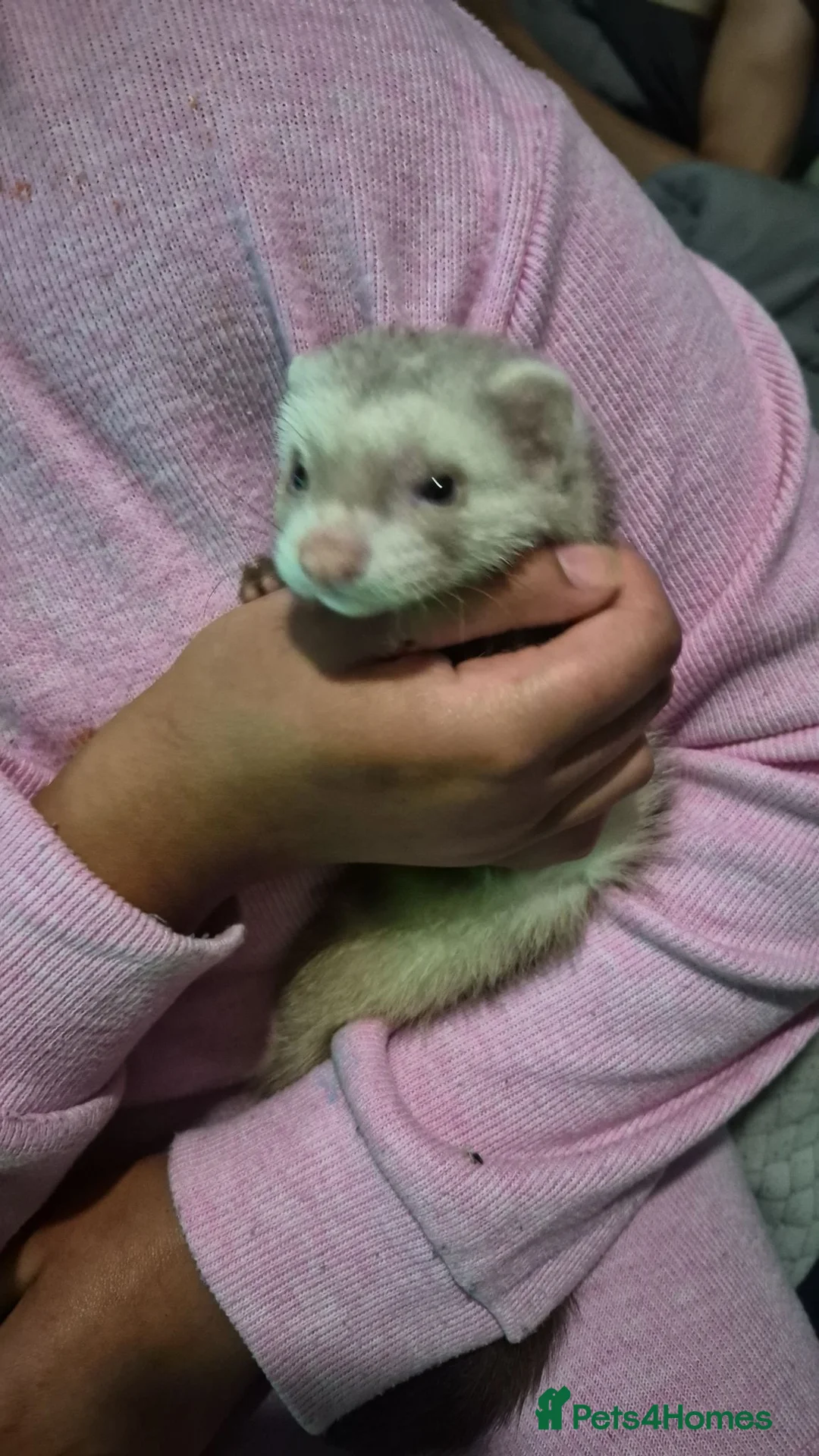 Ferret rodents for sale: Free Ferrets in Basildon - Advert 1