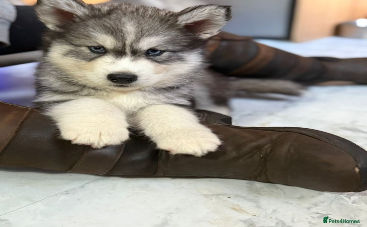 Siberian Husky dogs in Bolton - Advert 3