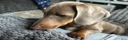 Miniature Dachshund dogs for sale: Lilac and tan miniature Dash-hound  - Advert 4