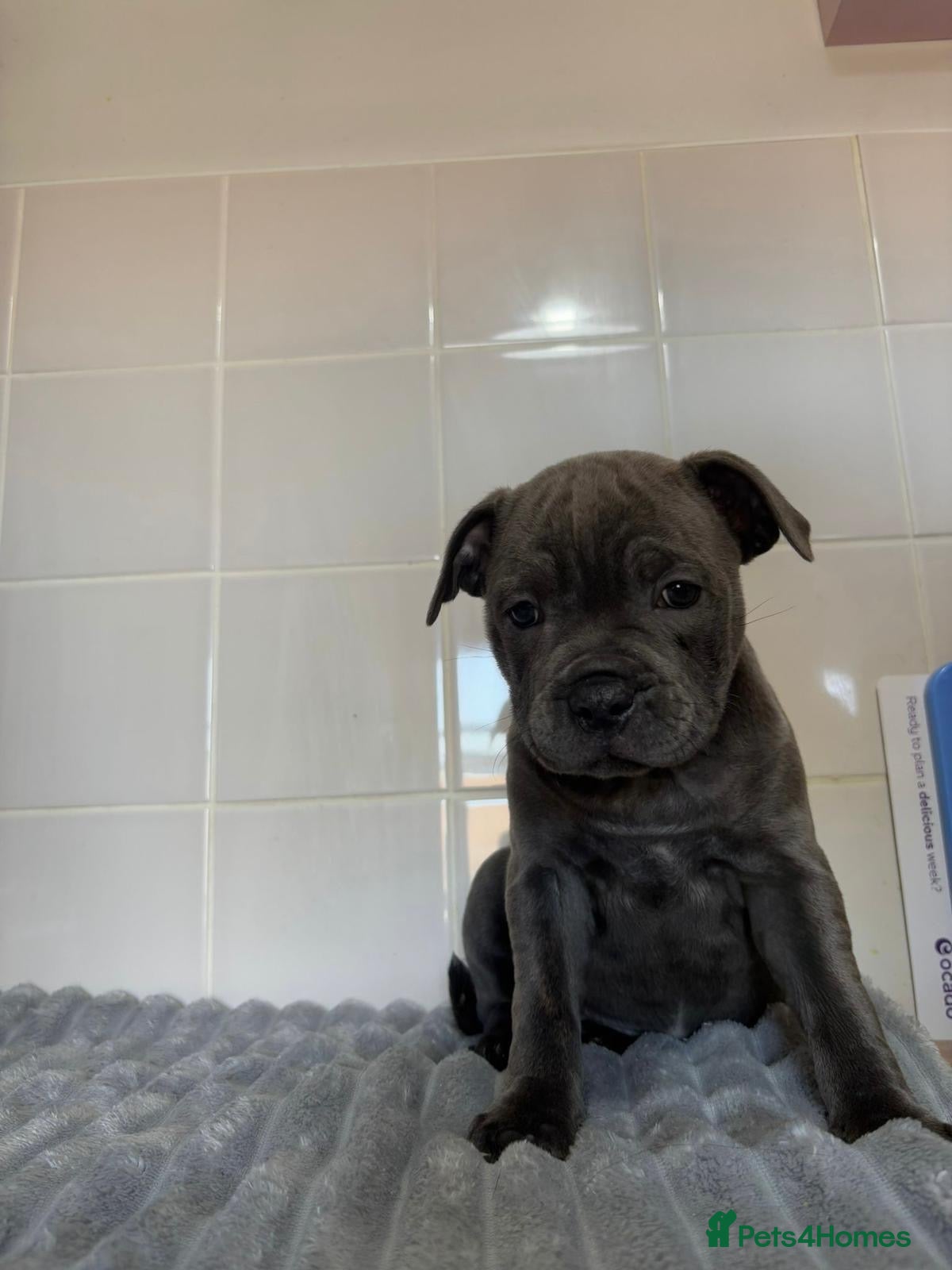 Staffordshire Bull Terrier dogs GRAND CH BLUE STAFFORDSHIRE BULL TERRIER PUPS - Advert 1