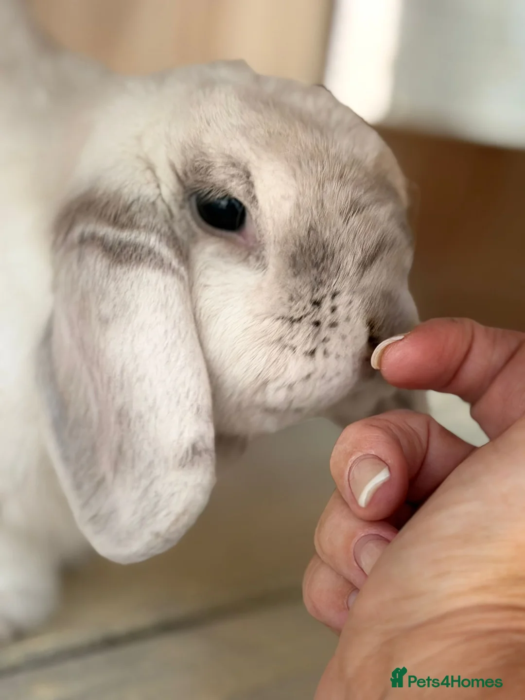 Dwarf Lop rabbits for sale: Loki & Bertie neutered Bonded Vaccinated  - Advert 4