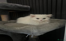 Persian cats for sale: 1 year old Persian Cat to be rehomed.  - Advert 1