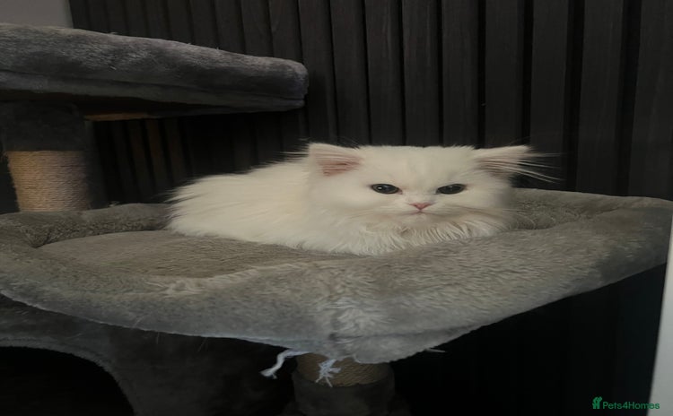 Persian cats 1 year old Persian Cat to be rehomed.  - Advert 1