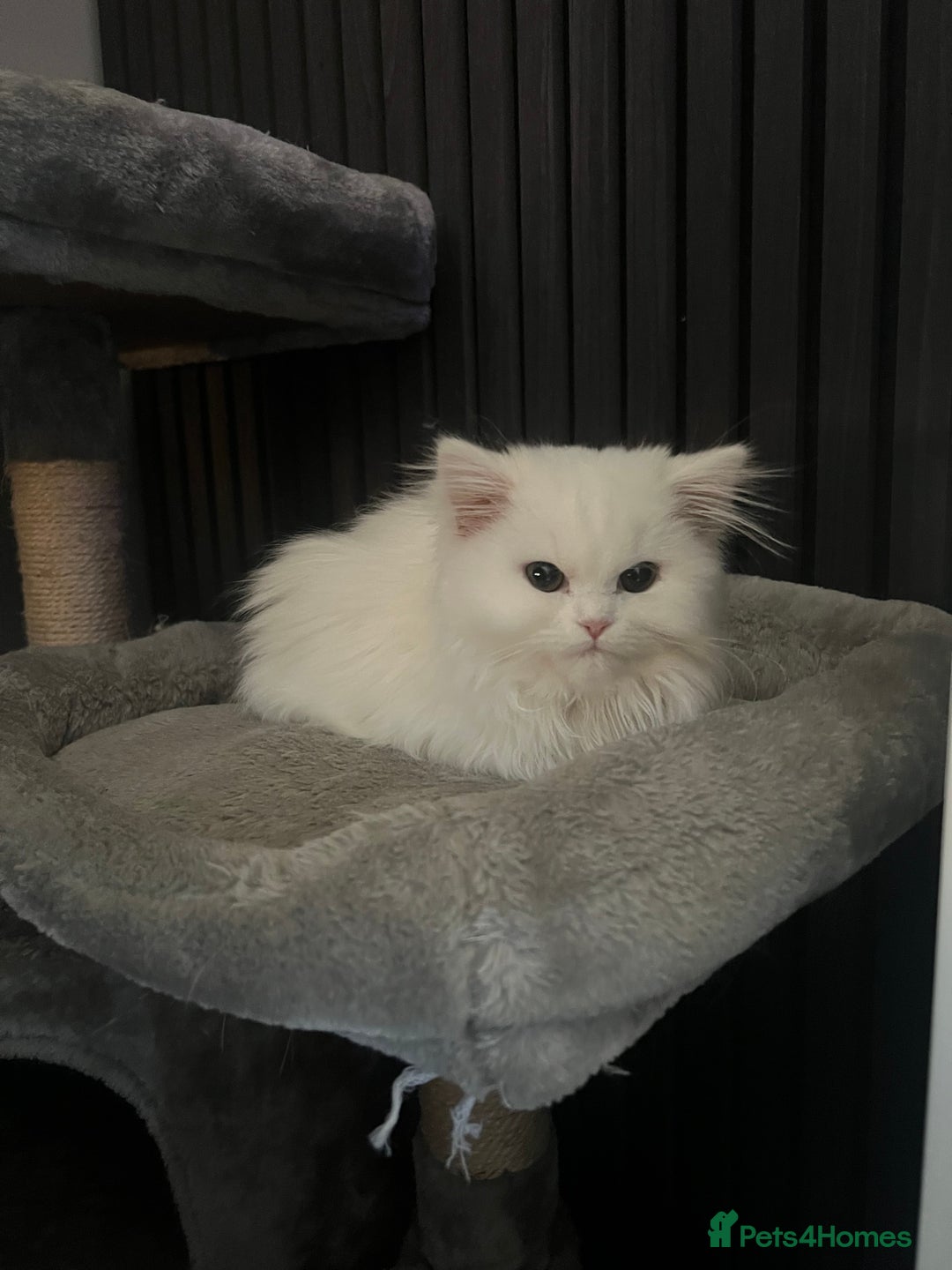 Persian cats for sale: 1 year old Persian Cat to be rehomed.  - Advert 1