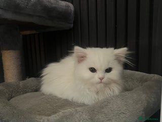 Persian cats for sale: 1 year old Persian Cat to be rehomed. - Advert 1