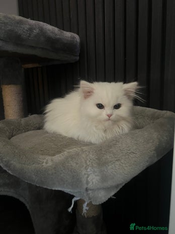 Persian cats 1 year old Persian Cat to be rehomed. - Advert 2