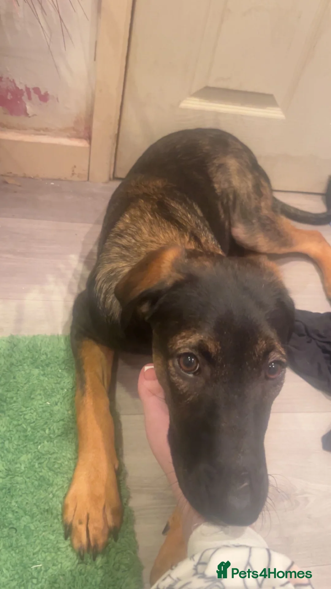 Mixed Breed dogs for sale: German shepherd X - Advert 9
