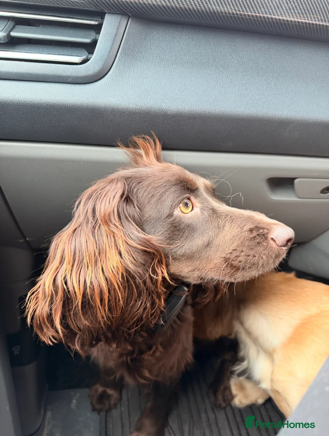 Cocker Spaniel dogs for sale: Female Chocolate Cocker Spaniel (1 year old) - Advert 2