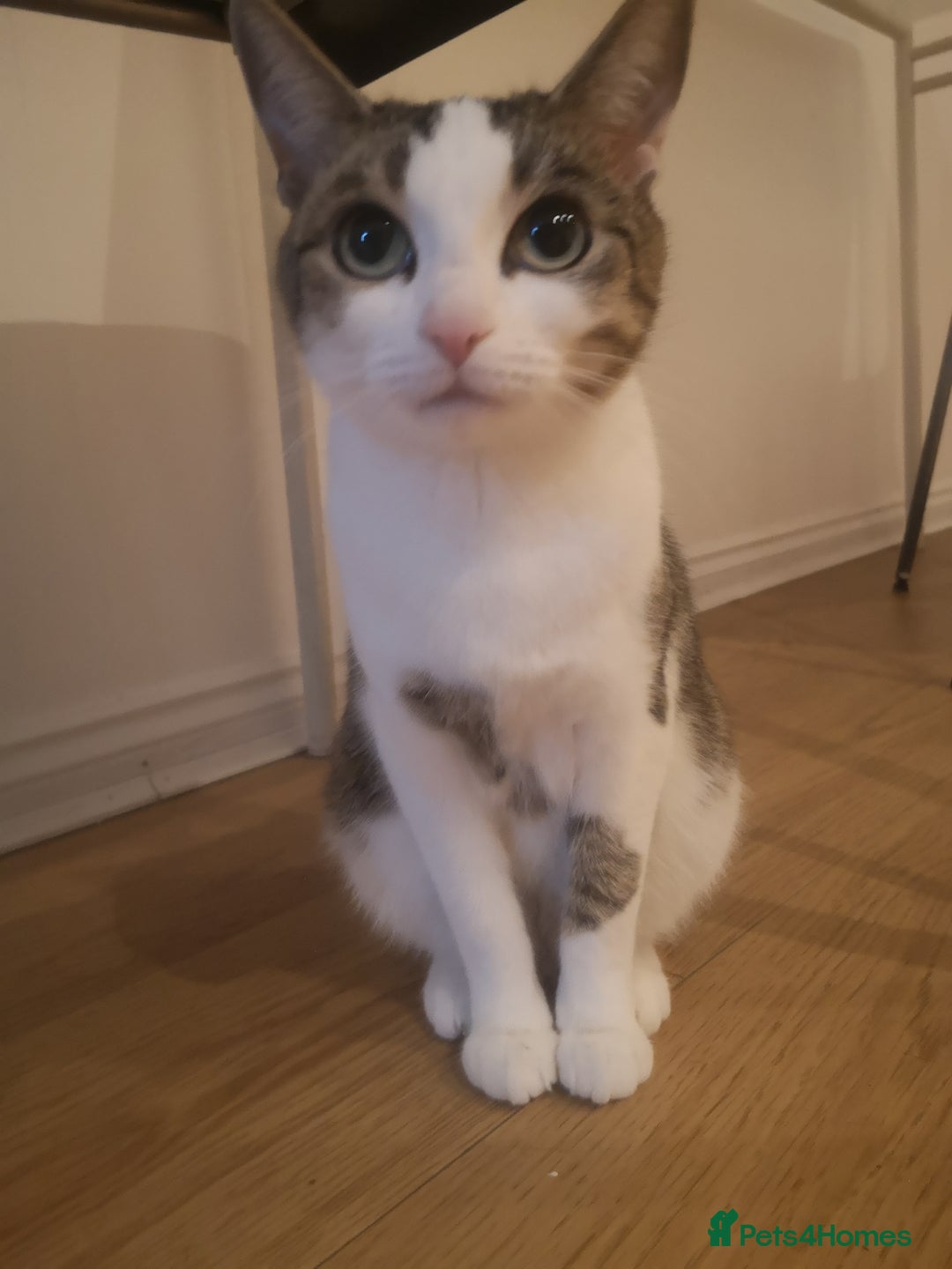 Mixed Breed cats for sale: 2 Beautiful kittens for sale - Advert 9