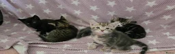 Mixed Breed cats for sale: Beautiful kittens looking for their forever homes  - Advert 9