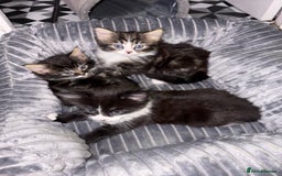 Mixed Breed cats for sale: Kittens  - Image 6
