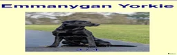 Labrador Retriever dogs for sale: Gorgeous Black family/Working Labrador Pups - Advert 3