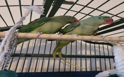 Ringnecks birds for sale: Alexander ringnecks - Image 6